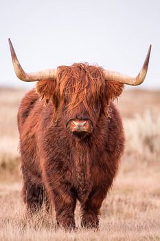 Highlander écossais