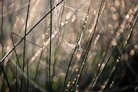 Natur abstrakte Ruhe