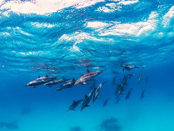 Eine Gruppe von Delfinen auf der Suche nach Nahrung