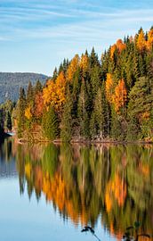 Reflections of autumn colours by Sharon Hendriks