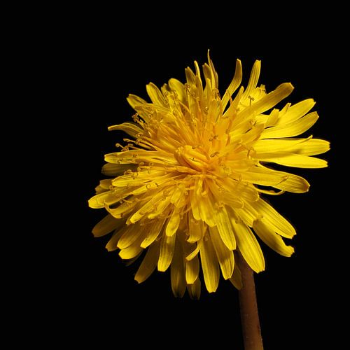 Löwenzahn II von Ron Smit