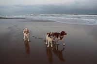 Three Paths at One Shore