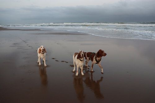 Drei Pfade an einem Ufer