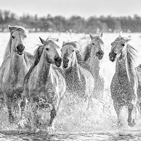 Actie bij de Camargue paarden komende uit de zee/meer (zwart wit) van Kris Hermans
