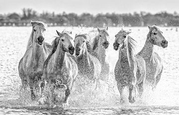 Action bei den Camargue-Pferden, die vom Meer/See kommen (schwarz-weiß) von Kris Hermans