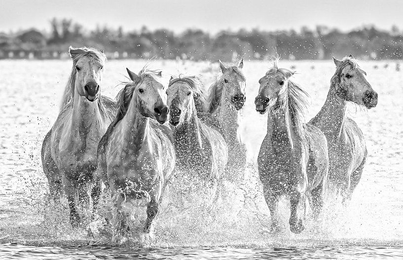 Actie bij de Camargue paarden komende uit de zee/meer (zwart wit) van Kris Hermans