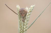 Eurasian Harvest Mouse (Micromys minutus)