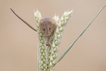 Eurasian Harvest Mouse (Micromys minutus)