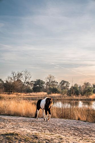 Paard Tussen Riet en Reflecties Bonte Pony bij een Stilvennetje