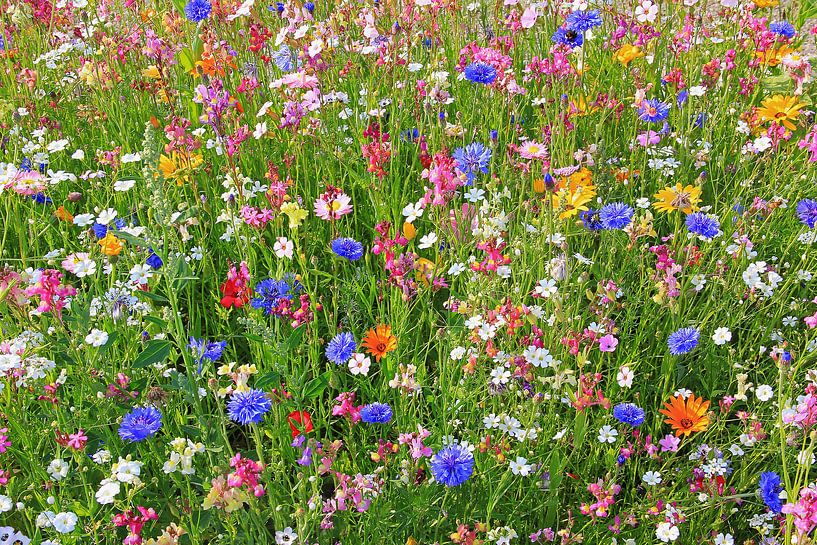 bunte Blumenwiese  von SusaZoom