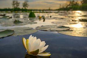 Water lily in the Weerribben-Wieden nature reserve