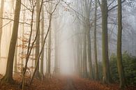 Foggy Woods van Philippe Velghe thumbnail