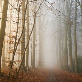 Foggy Woods by Philippe Velghe