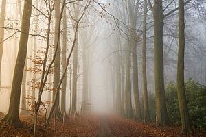Neblige Wälder von Philippe Velghe