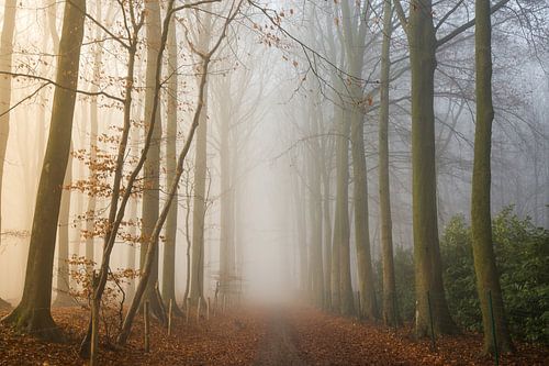 Foggy Woods von Philippe Velghe