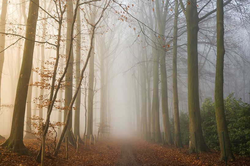 Foggy Woods van Philippe Velghe