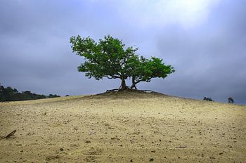 geheimnisvoller Baum