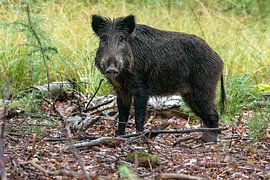 Das Wildschwein von Merijn Loch