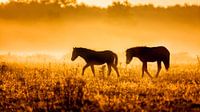 Horses in the fog early morning