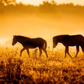 Horses in the fog early morning by Jan Linskens