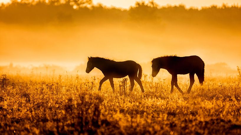 Des chevaux dans le brouillard tôt le matin par Jan Linskens