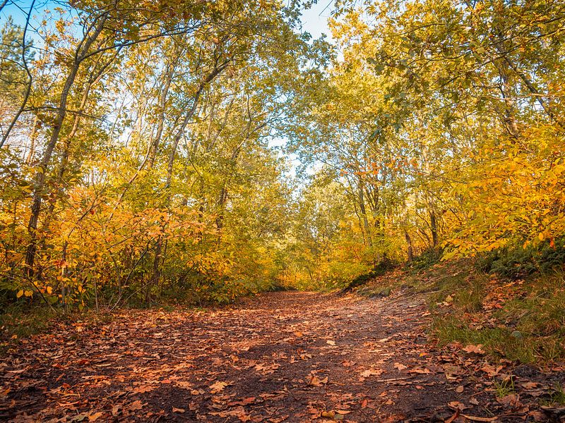 Ein Wanderweg im Wald von Martijn Tilroe