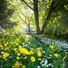 Lente in het bos van Thijs Friederich