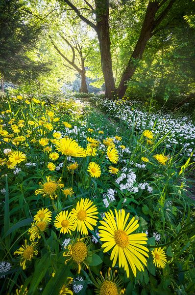 Spring in the forest by Thijs Friederich