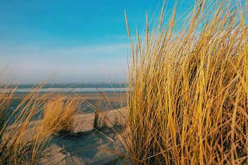 Couleurs de fin d'hiver Schiermonnikoog jaune d'or-2 sur Daniël Nelck