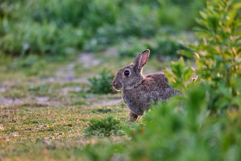 A Rabbit At Sunset In Amsterdam by Dushyant Mehta