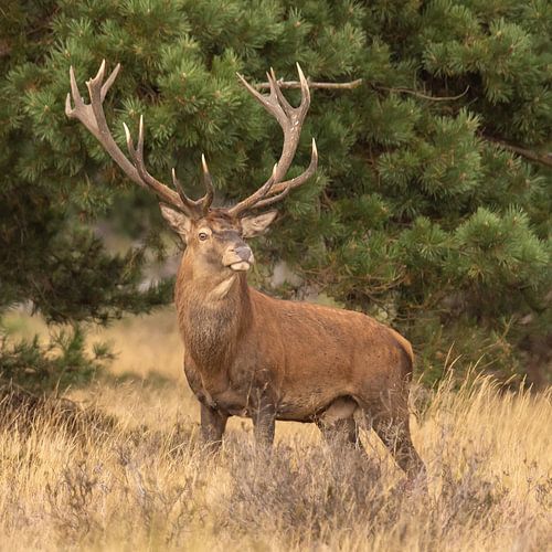Herten op de Hoge Veluwe, bronsttijd