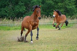 Trakehner Feldmeyer und Rheinisch Deutsches Kaltblut Enzo