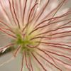 Abstracte bloem met haren  van Danny Motshagen