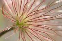 Abstracte bloem met haren 