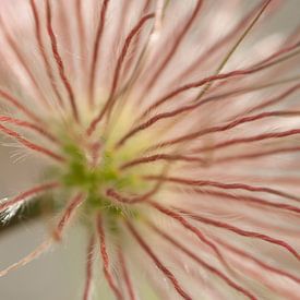 Abstrakte Blume mit Haaren von Danny Motshagen