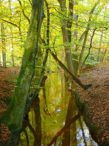 Autumn and the Leuvenum brook by Corinne Welp