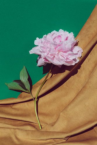 Pioenroos op velours en groen