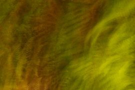 Nature abstraite sur Elles Rijsdijk