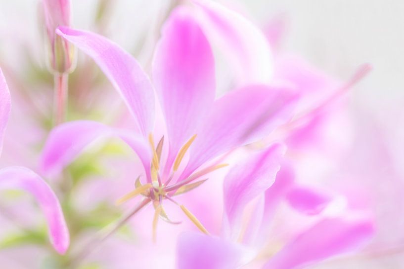 50 Shades of Pink by Connie de Graaf