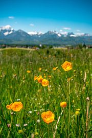 Flowery views the East Allgäu Alps by Leo Schindzielorz