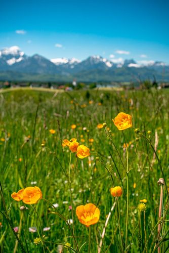 Bloemrijk uitzicht op de Oost Allgäuer Alpen