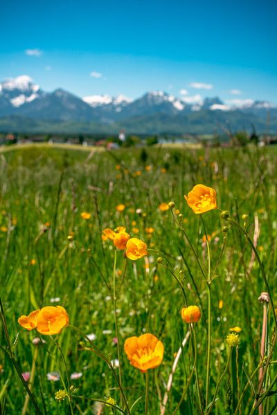 Flowery views the East Allgäu Alps by Leo Schindzielorz