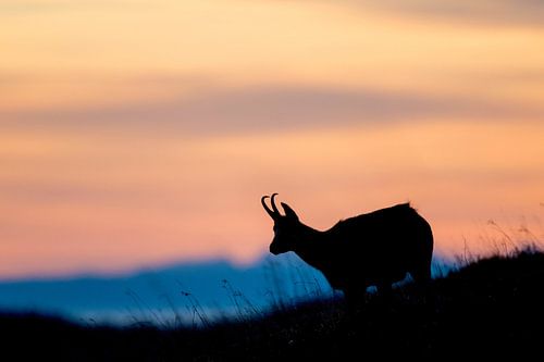 Sonnenuntergang in den Vogesen
