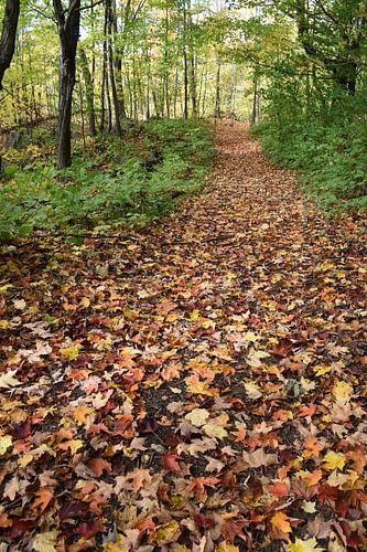 Een parcours in de herfst