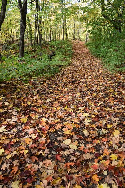A trail in autumn by Claude Laprise