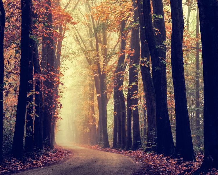 Droomlicht van Lars van de Goor
