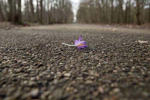 Winterakoniet (Eranthis hyemalis)