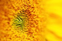 Detail einer Sonnenblume