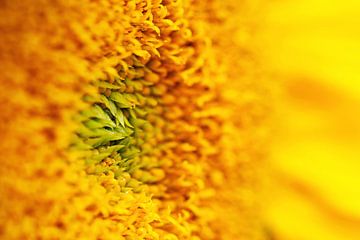 Detail einer Sonnenblume von MMFoto