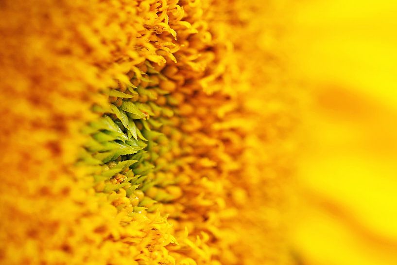 Detail of Sunflower by MMFoto
